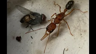 Королева муравьев салтаторов охотится на муху (the queen ant harpegnathos saltator and the fly)