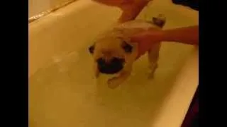 cute pug swimming. Милый плавающий мопс