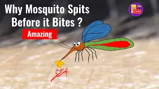 Mechanism of a Mosquito Bite - Satisfying Video | How it works ?