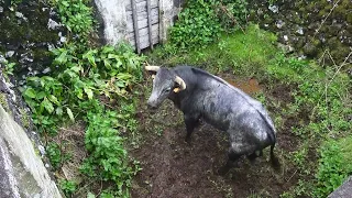 JAF - Enjaular Touros - Caging Bulls For Street Bullfight - Terceira Island - Azores