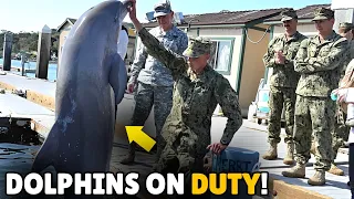 Unbelievable! US Military Recruits Dolphins and Sea Lions in Service!