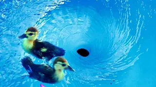 Ducklings VS Whirlpools VS CARS and EVERYTHING. Whirlpool. Whirlpool Experiments. Whirlpool Video.