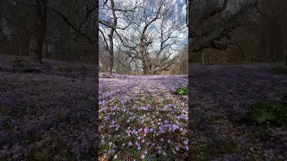 Spring Bloom Spectacle: Crocuses in Full Display! | unleashed people  #flowers #garden #bloom