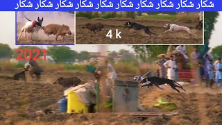 Soor ka shikar 2021.Boar Hunting with Dogs. in punjab pakistan Most Wild Boar Hunting