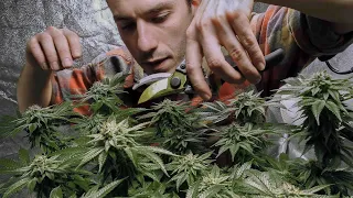 New York will Marihuana legalisieren