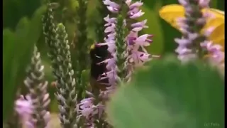 Пчёлы на лугу _ футаж