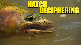 How To Decipher the Hatch Trout Are Targeting