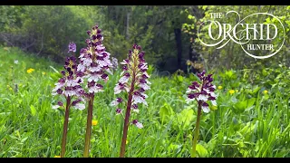 Orchid Hunter - 081 - Return to Kent (25th May 2021)