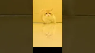 OMG, So Cute Cat 😻 Best Funny Cat Videos 2021 #17