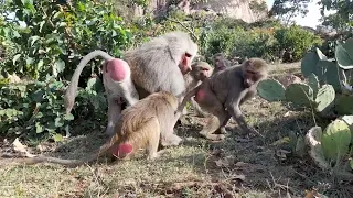 beautiful wildlife monkeys