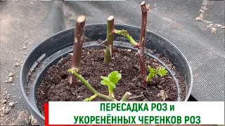 О пересадке роз и пересадка укоренённых черенков роз. Питомник 🌹 и 🌲 Е. Иващенко