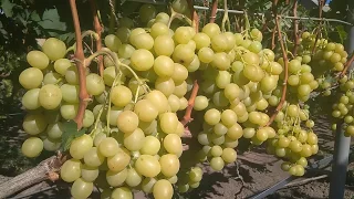Спонсор: гибридная форма винограда