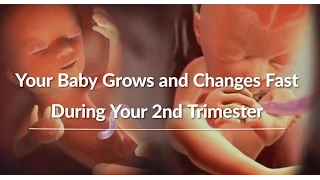 Your Growing Baby's Changes Through the Second Trimester | WebMD