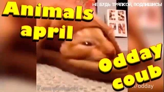 Odday coub лучшее| апрель 2017  животные новая подборка видео приколов | Funny vine | 2017