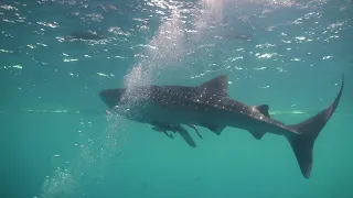 The islands of Sangalaki, Derawan, Kakaban & Maratua in Kalimantan Indonesia