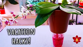 Watering hacks for vacation! - No friends to water your Orchids required! 😎☀️