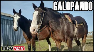 LOS MEJORES CABALLOS QUE SIGUEN GALOPANDO