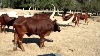 If you mess with the Bull...