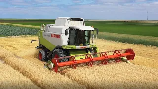 Wintergerst combinen met CLAAS Lexion 550 in Uithuizen.