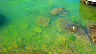 Водоросли на камнях под водой в Хаджибейском лимане