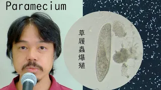 金魚の発生学実験＃07: How to culture Paramecium for goldfish:  Ver: 2022 0710 Zourimusi