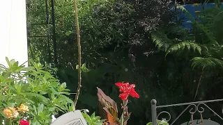 changes in my August tropical garden