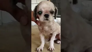 Shih Tzu With Skin Problem😥