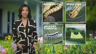 Beware of stinging caterpillars this spring