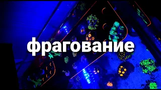 Фрагование палитои и зонтов.