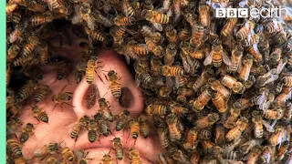 The Man Who Can Control Bees | Superswarm | BBC Earth