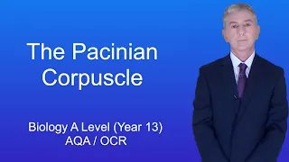 A Level Biology Revision (Year 13) "The Pacinian Corpuscle"