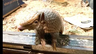 Meet Bandy, the armadillo that likes to be tickled