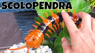 Mainan Lipan - Innovation Giant Scolopendra Creepy Crawlers Toys