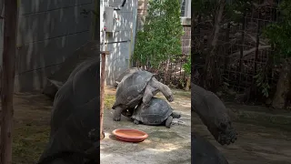 Tortoise penis 🍆 (for educational purposes only!)