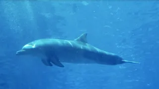 🐬 Дельфинотерапия БЕЗ МУЗЫКИ! Dolphin sounds 🐬