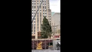 Timelapse Shows Rockefeller Tree Lifted Into Place in NYC