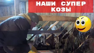 НАШИ СУПЕР КОЗЫ