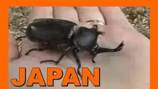 🐝 Wild Japanese Stag Beetle - Kabutomushi Rhinoceros Beetle - Real Japan Monsters