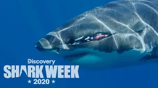 Meet The Joker: A Shark With a Giant Scar! | Shark Week