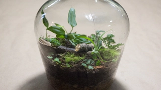 Making a Bottle Terrarium + Closed Terrarium Basics