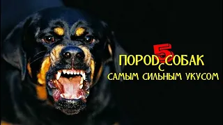 5 ПОРОД СОБАК С САМЫМ СИЛЬНЫМ УКУСОМ