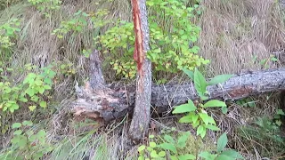 Search for Sasquatch and finding bizarre tree structure (part 1)