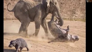 Интересные бои слонов   атаки слонов.Interesting elephant fights elephant attacks