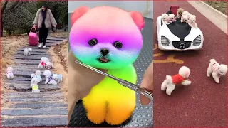 Tik Tok Chó Phốc Sóc Mini 😍 Funny and Cute Pomeranian #48