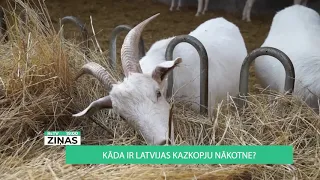 ReTV: Kāda ir Latvijas kazkopju nākotne?