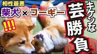 【ドッグショー勝負】相性最悪(じゃなくなってきたかも)な柴犬とコーギー同居生活訓練