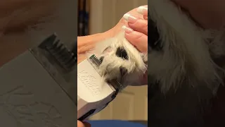 Get The Perfect Shave For Your Dog's Paw Pads