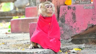 Looks Thin Monkey MOKA Is Very Hungry ||  Feeding Full Food For Her , We Always Pay Attention To Her