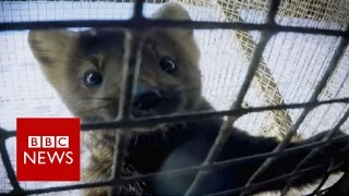 Inside a Russian fur farm - BBC News