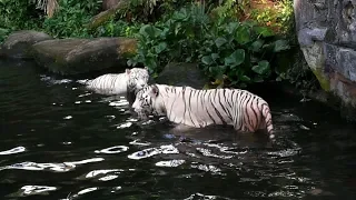 #6 The Singapore Zoo